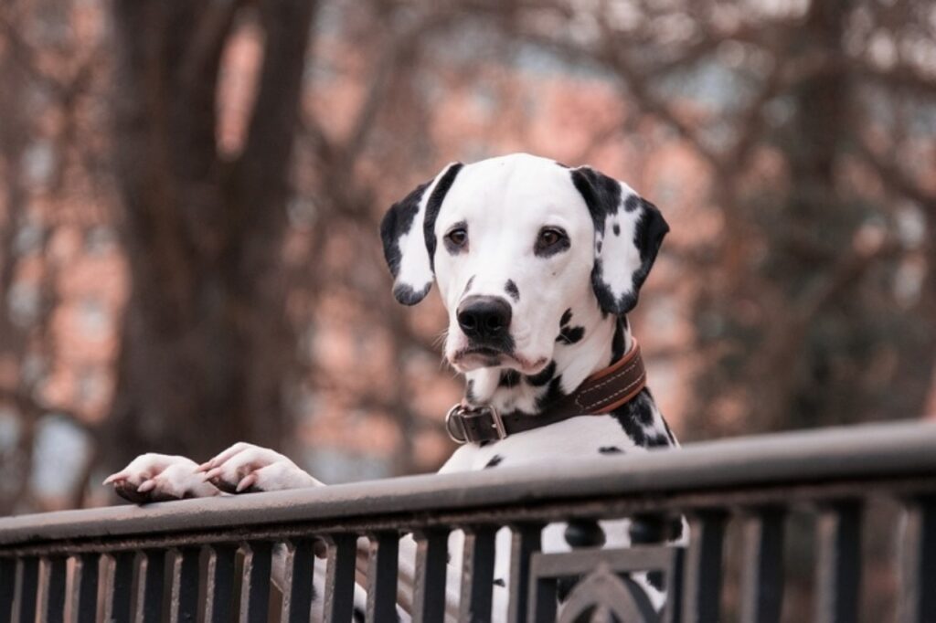 dalmata appoggiato alla ringhiera