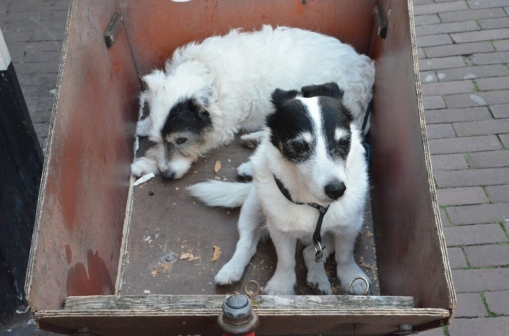 l'olanda non ha più cani randagi