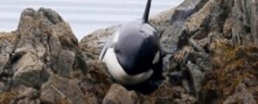 orca sugli scogli