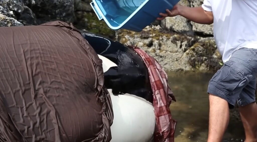 cucciolo di orca sugli scogli