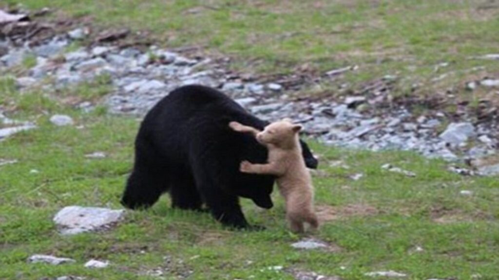 orsetto gioca con la mamma