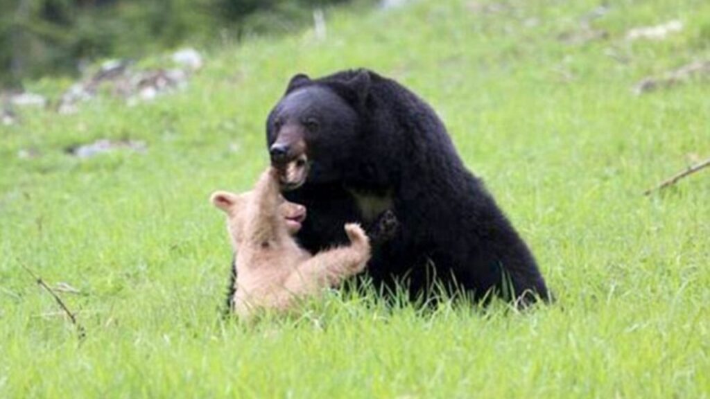orsetto e mamma orsa