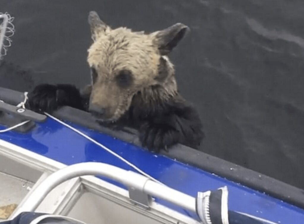 orso disperso in acqua