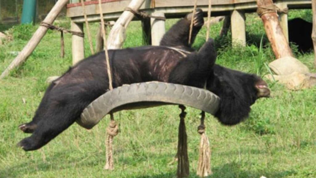 orso si tuffa felice in piscina