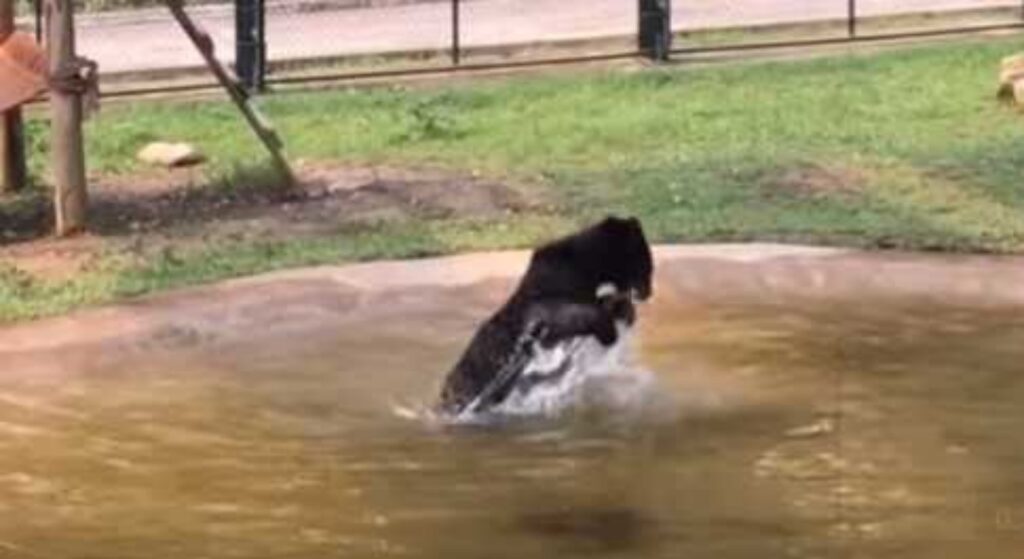 orso si tuffa in piscina