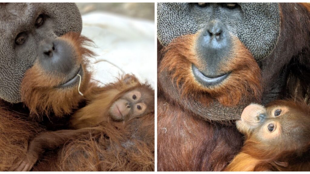 Padre orango alleva figlia piccola