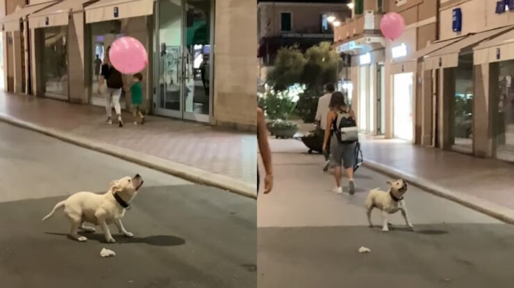 cane gioca con palloncino