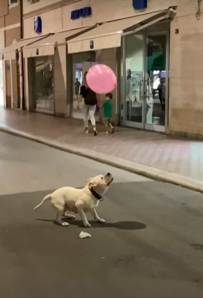cane gioca con palloncino