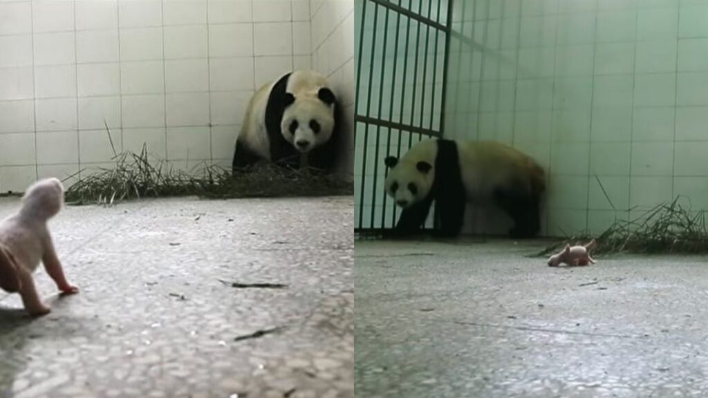 panda mamma con suo figlio
