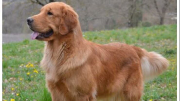 Il parto di un golden retriever