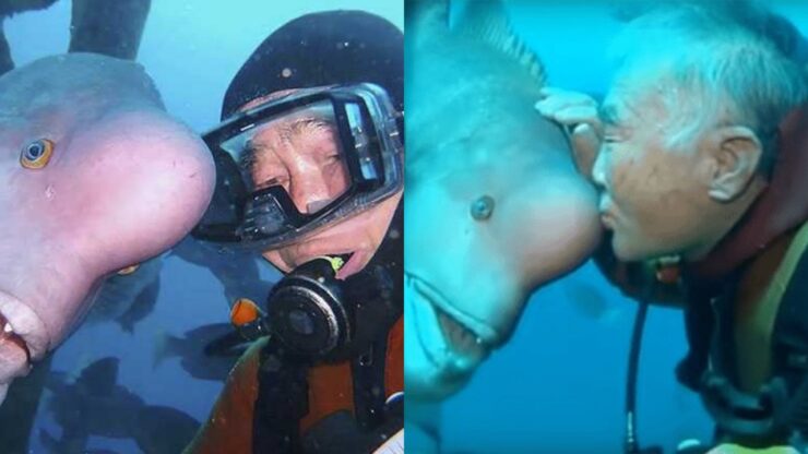 subacqueo giapponese fa visita ad amico pesce da 25 anni