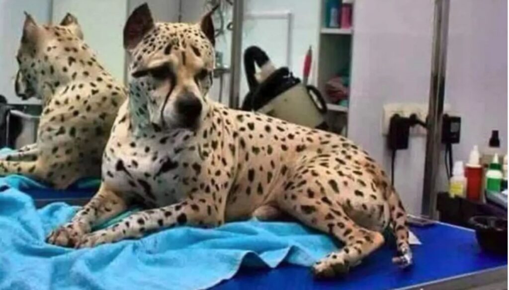Il cane che sembra un ghepardo