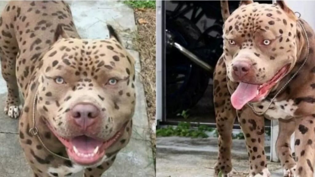 Il pitbull che sembra un ghepardo