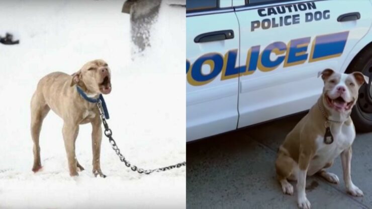 pitbull con agente di polizia