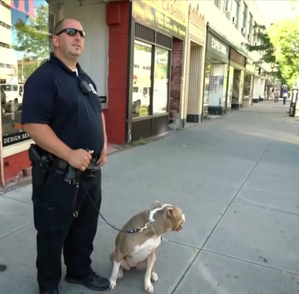 pitbull con agente di polizia