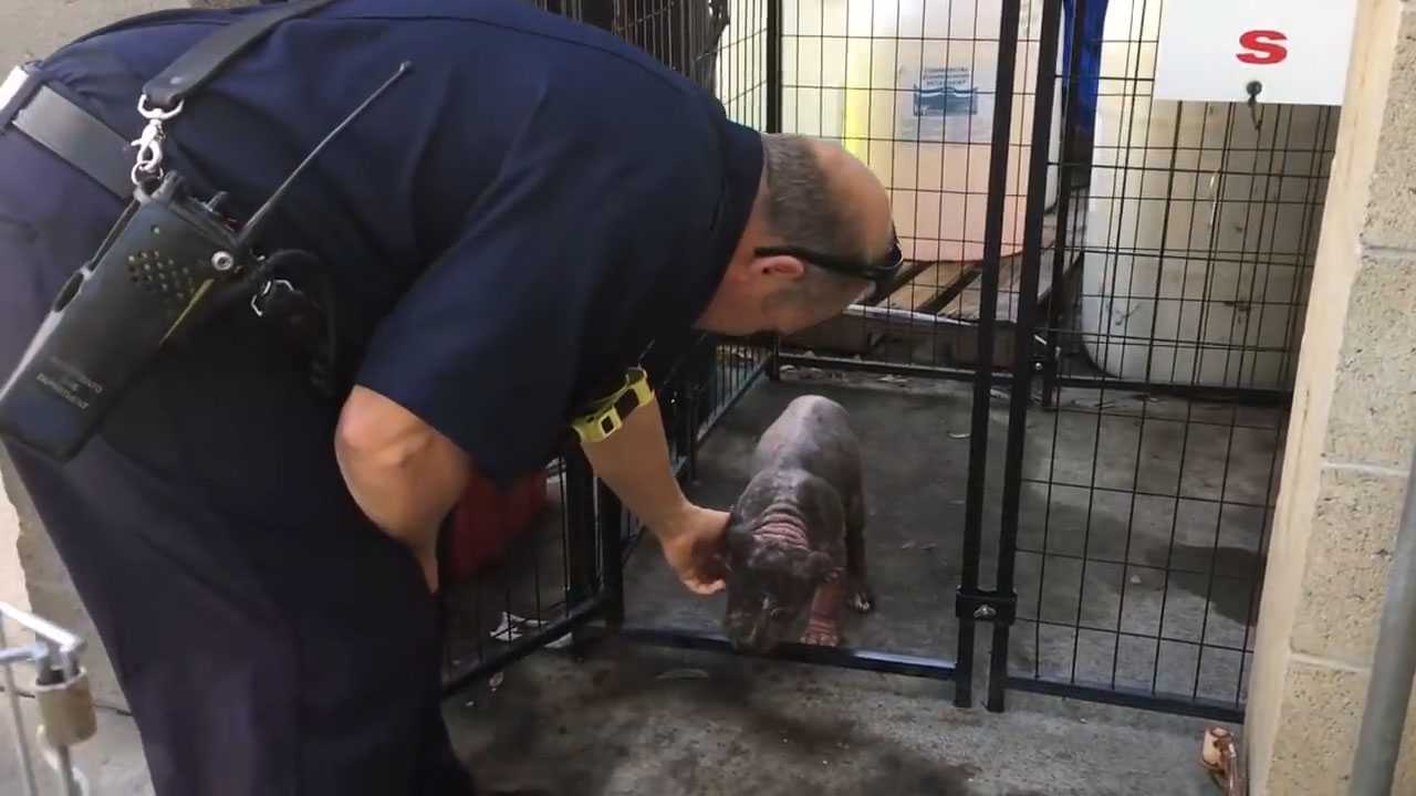 pitbull salvato dal pompiere e poi lo adotta