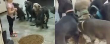 pitbull con bambina