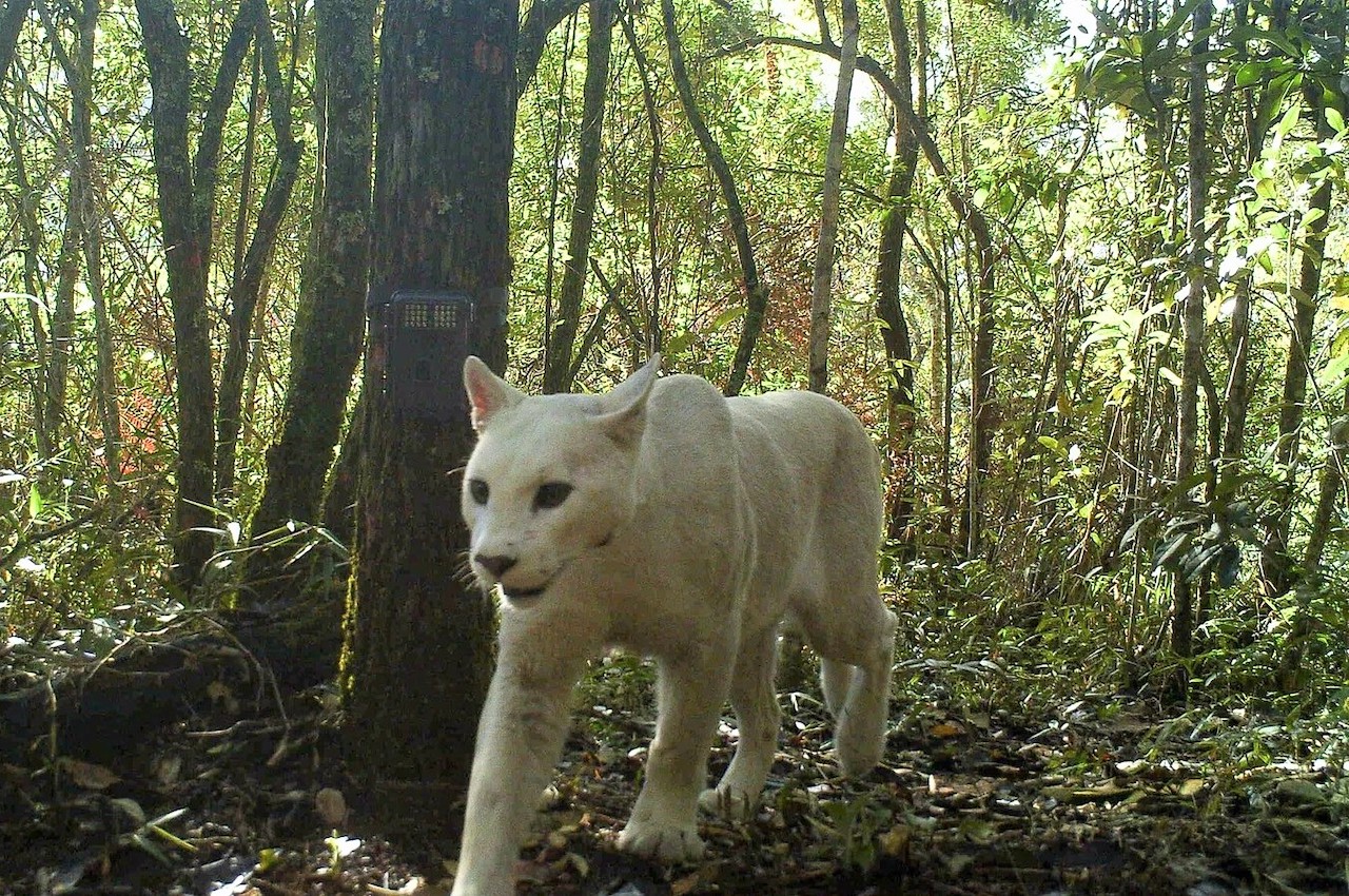 guarda puma bianco