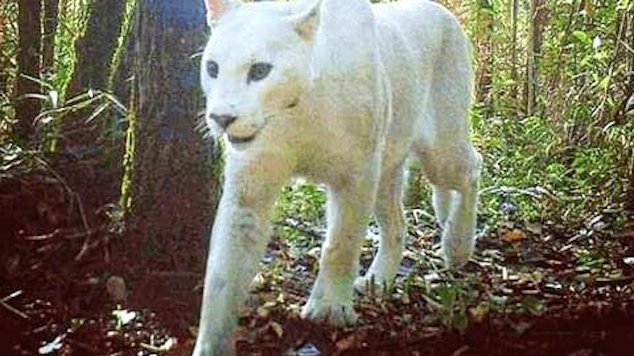 guarda puma bianco 