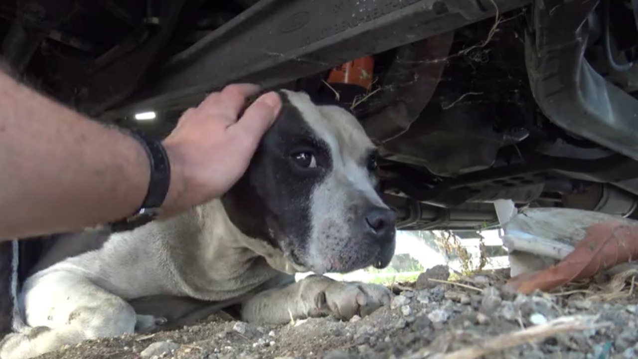 randagio salvato dalla strada, ora ama le coccole, prima non voleva essere toccato da nessuno