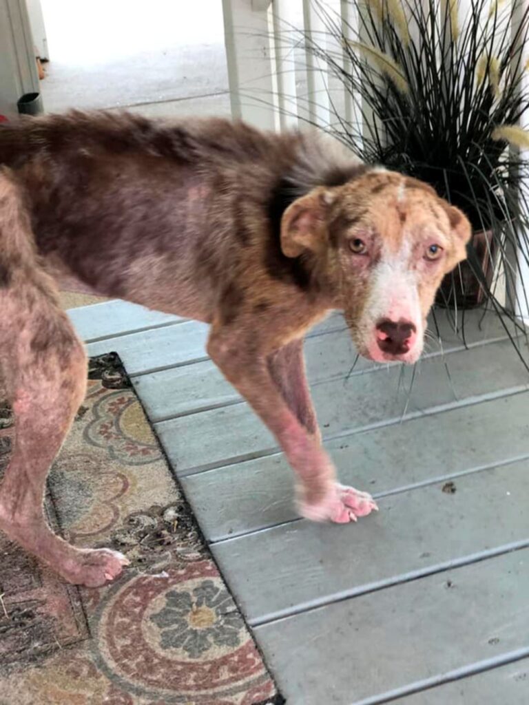 cane randagio si stanzia sotto a un portico