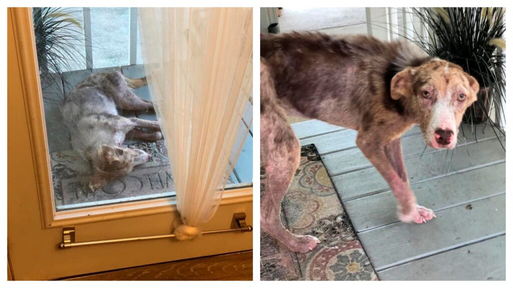 cane randagio si stanzia sotto a un portico