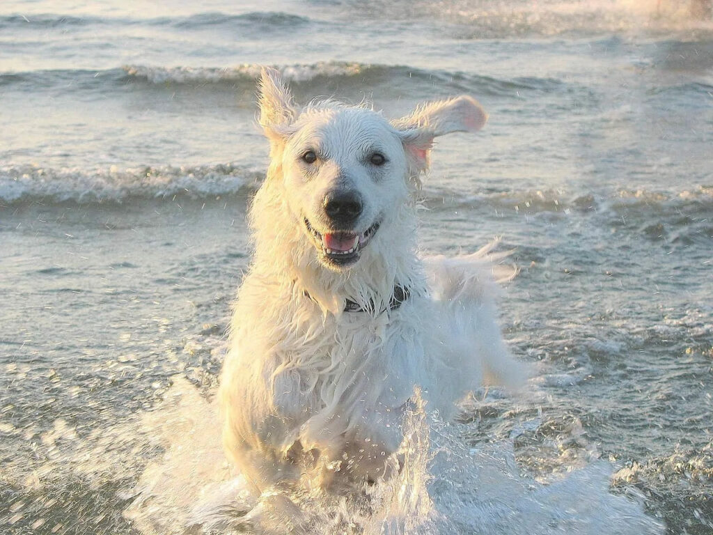 cane al mare