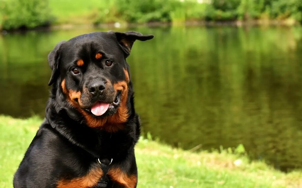 cane rottweiler sul prato