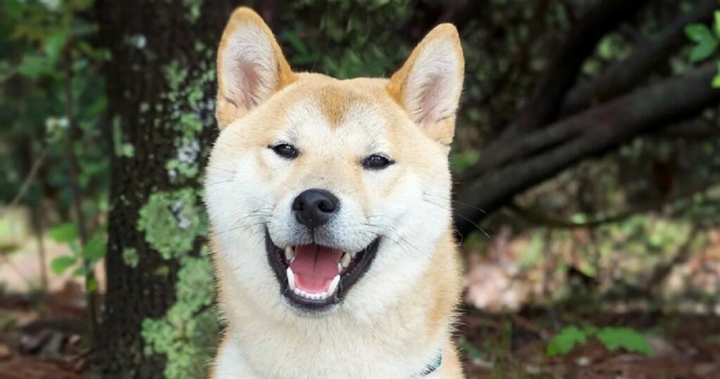 akita inu sorridente