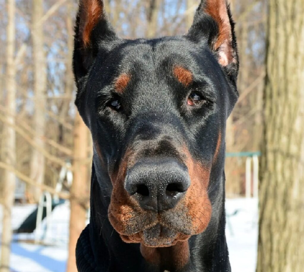 cane dobermann nella foresta