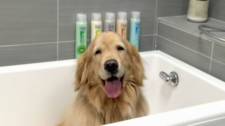quali razze di cani puzzano di più