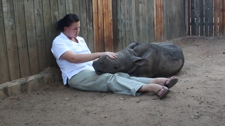rinoceronte orfano non riesce a dormire senza la sua mamma