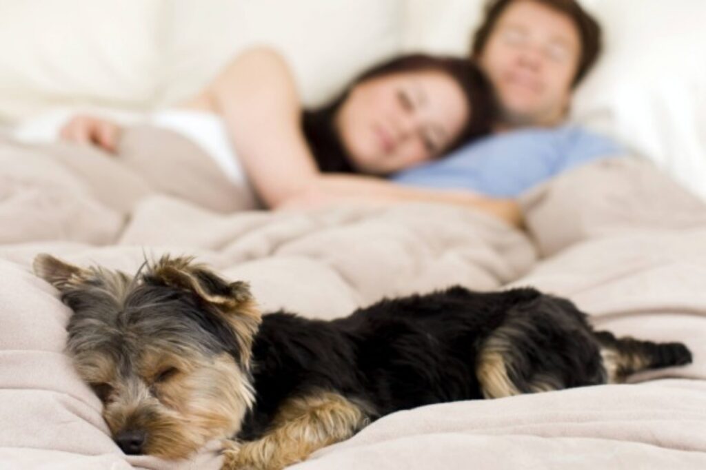 cagnolino sul letto