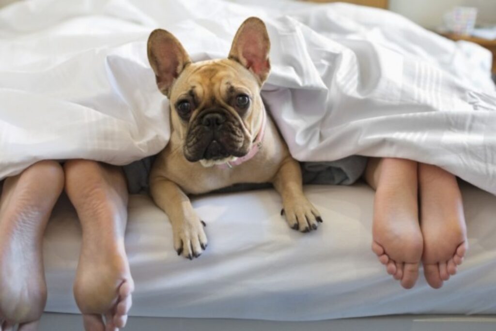 bulldog francese sul letto