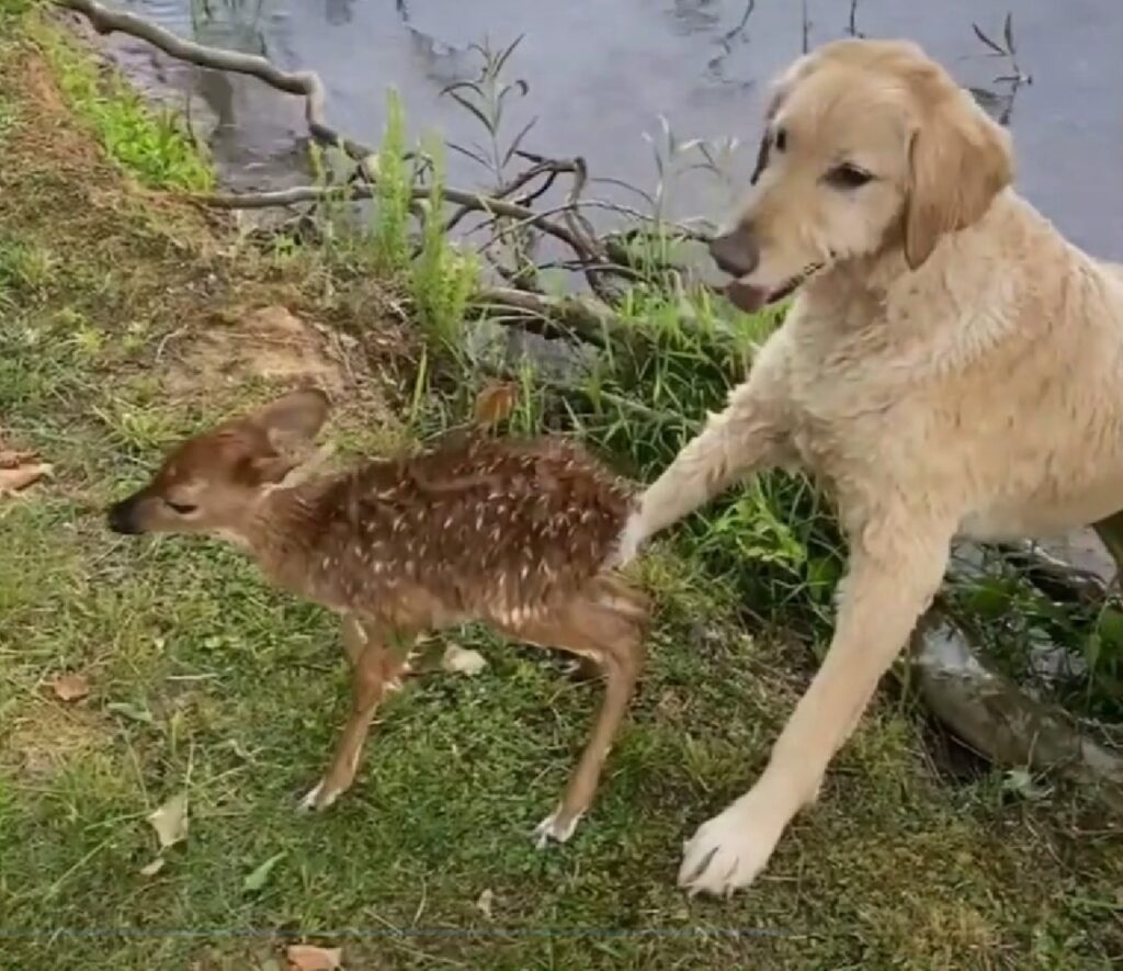 cane salva cerbiatto che stava annegando in un lago
