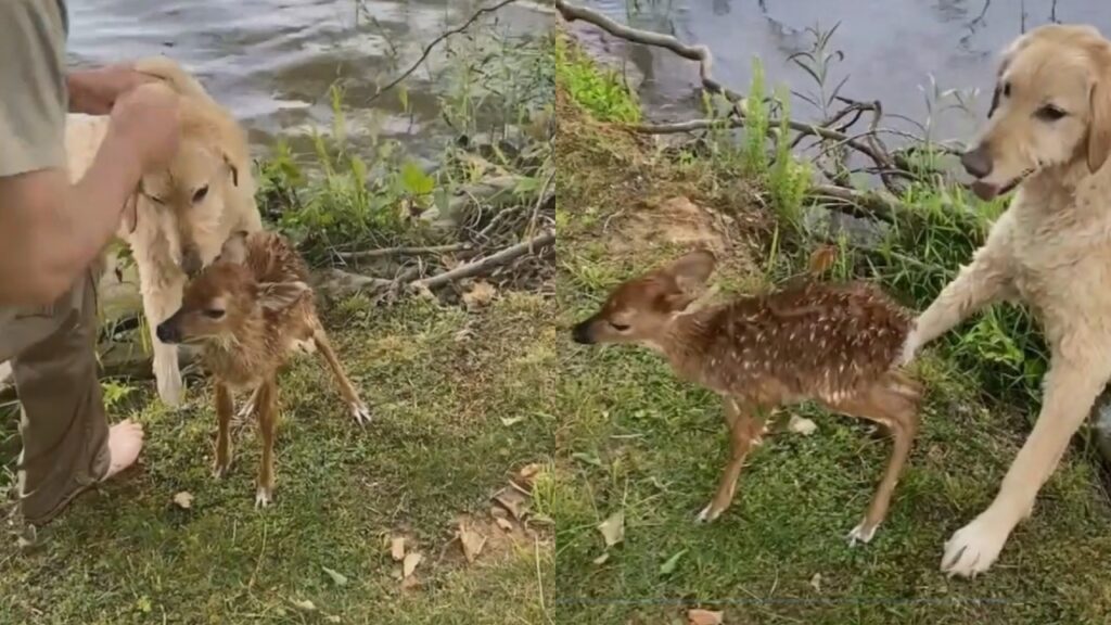 cane salva cerbiatto che stava annegando in un lago