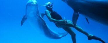 Salvataggio Enzo Maiorca delfino compagna incinta
