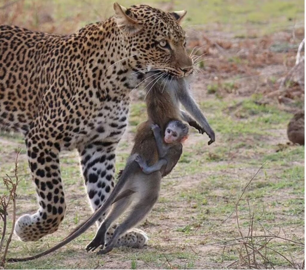 Scimmia si aggrappa al corpo della mamma trasportato da un leopardo