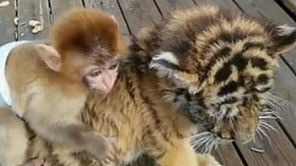 La simpatica amicizia tra un cucciolo di tigre e un cucciolo di scimmia
