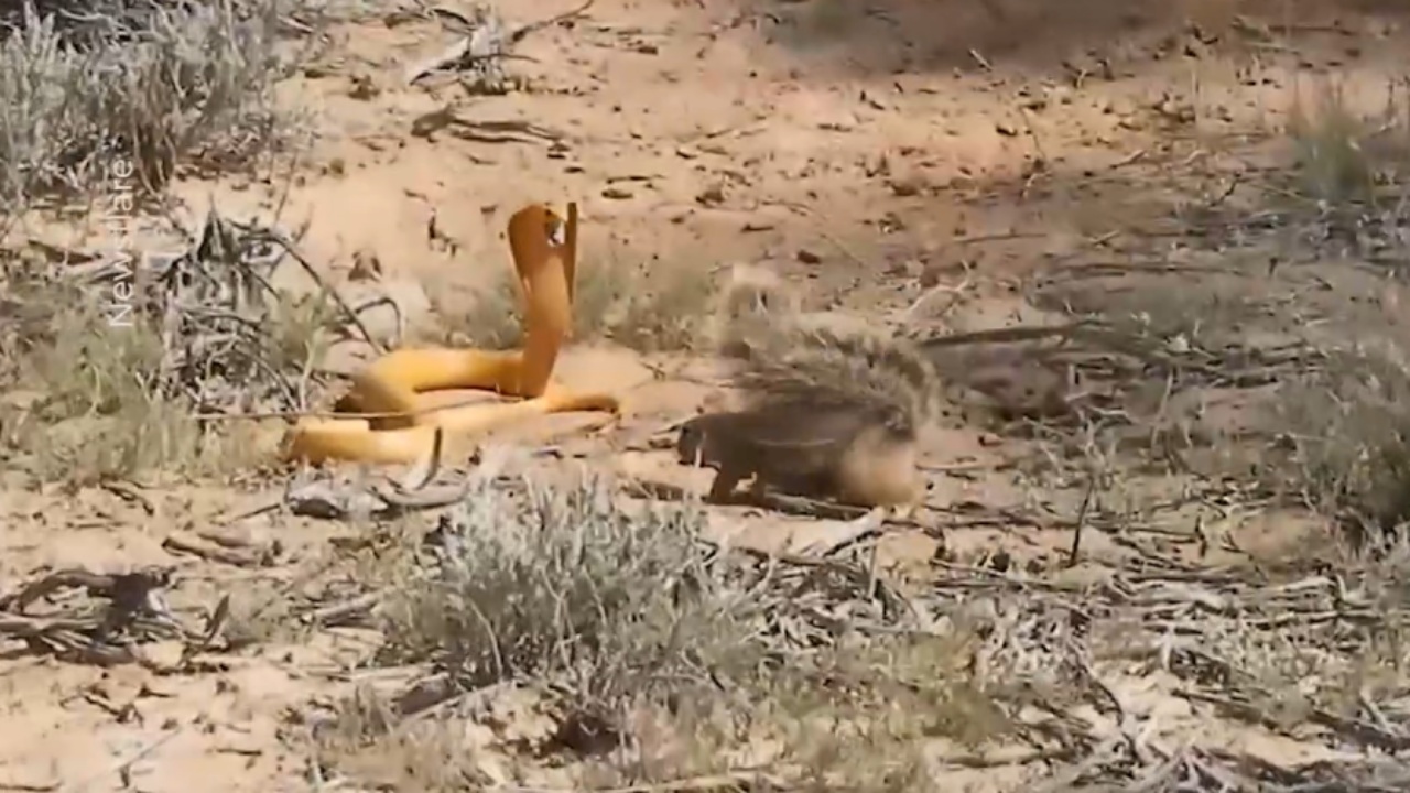 scoiattolo lotta contro un cobra velenoso per difendere la sua prole