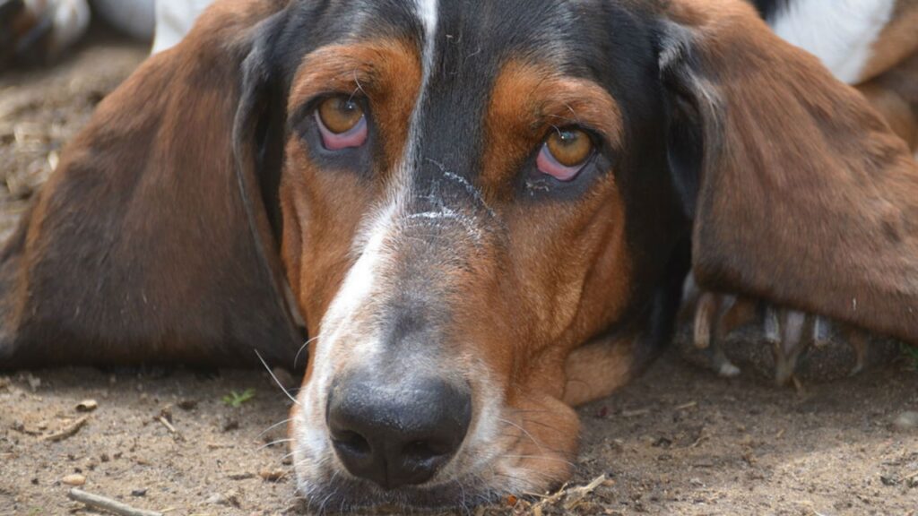 perché il sedere del cane va pulito