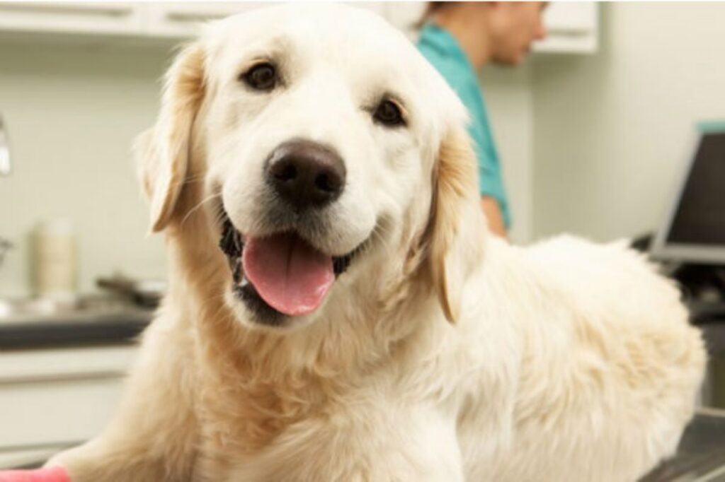 mantenere il sedere del cane pulito