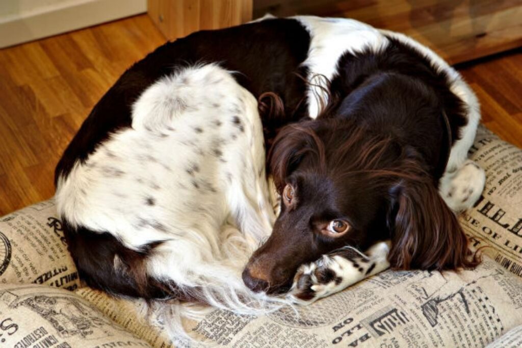 cane nella cuccia