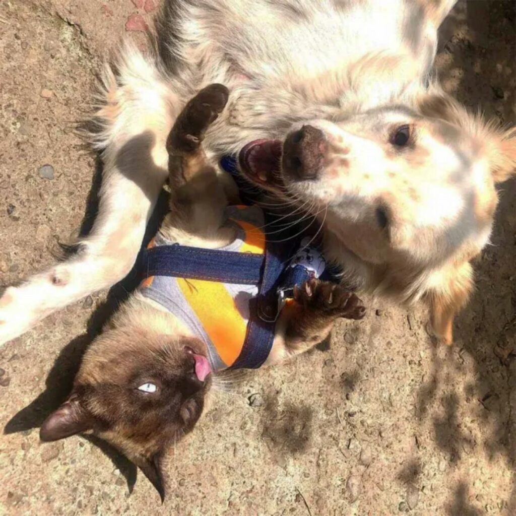 cane e gatto disabili