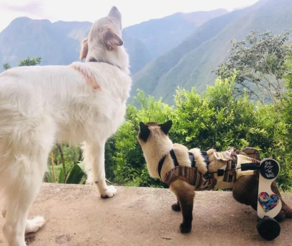 cane e gatto disabili