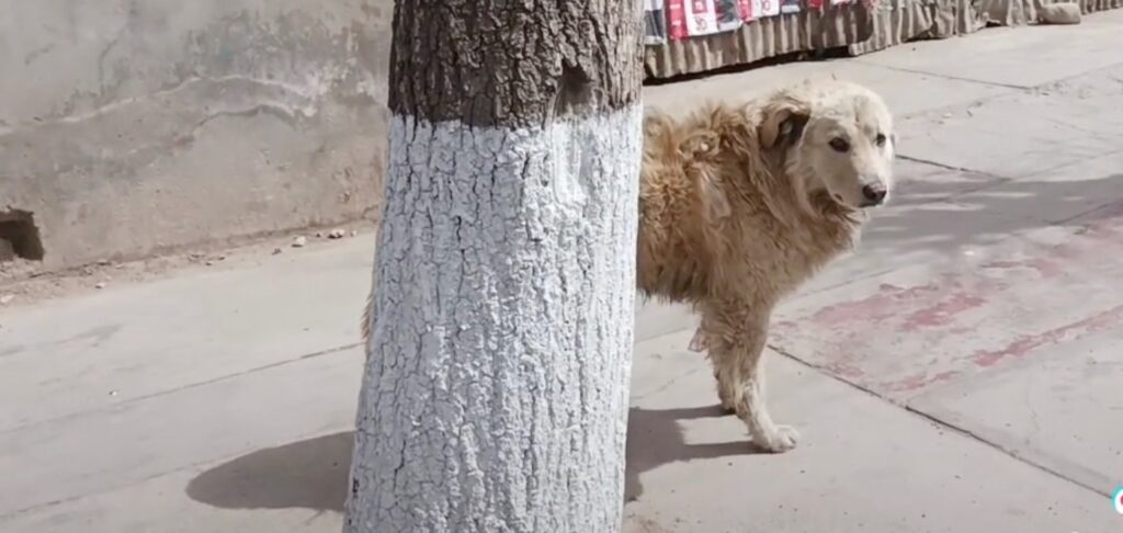 Cane senzatetto guarda una sfilata di cani