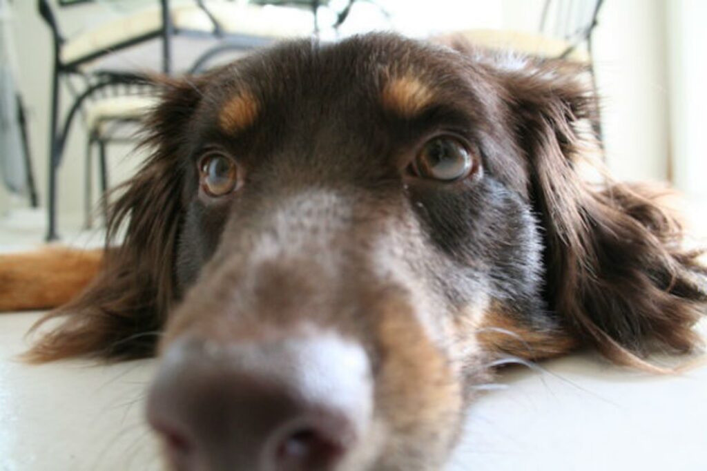 cagnolino ha sintomi tumore