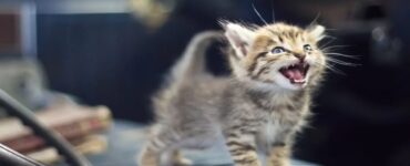 gatto che si sposta da una stanza all'altra