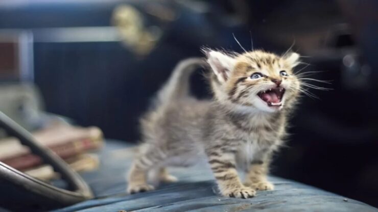 gatto che si sposta da una stanza all'altra