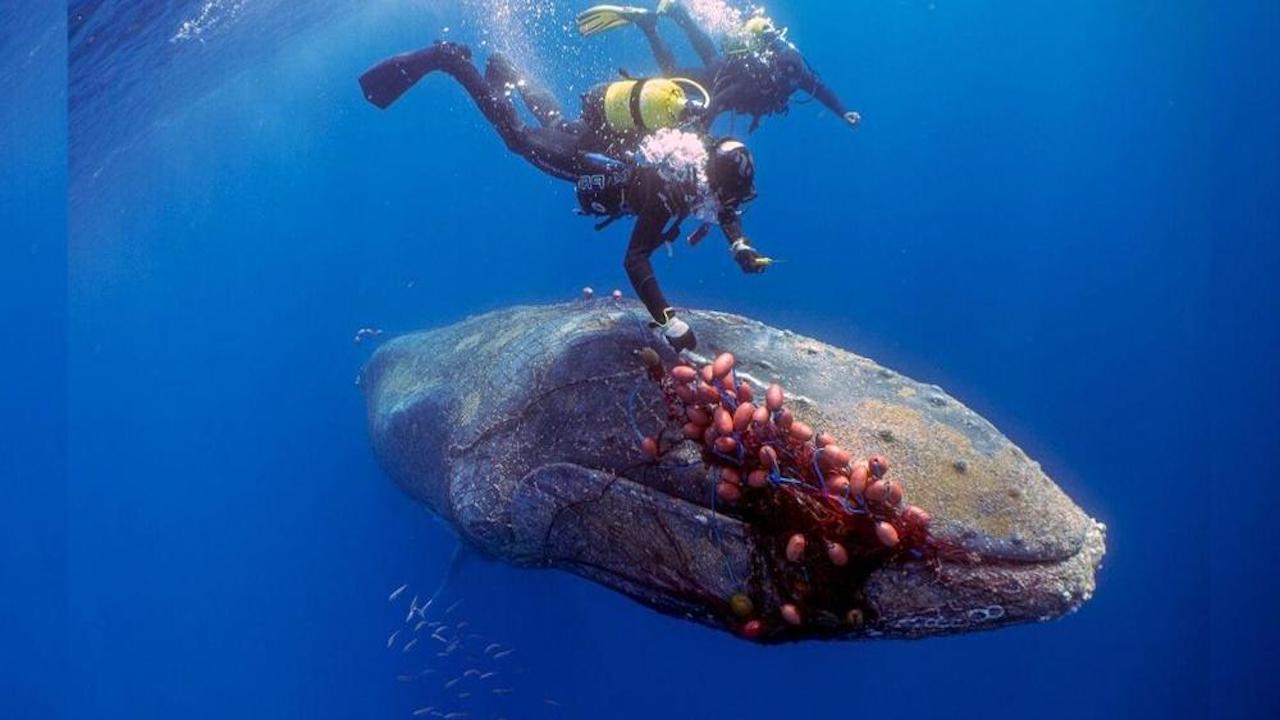 subacquei balena rete